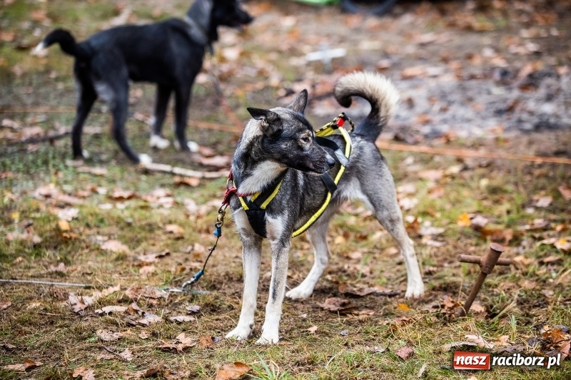 Zdjęcie w galerii na portalu naszraciborz.pl: SZCZEKOWYJE, czyli I Ogólnopolskie Zawody Psich Zaprzęgów w Rudach  wiadomości z regionu