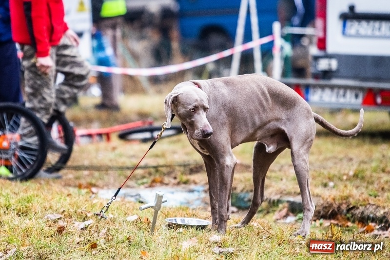 Zdjęcie w galerii na portalu naszraciborz.pl: SZCZEKOWYJE, czyli I Ogólnopolskie Zawody Psich Zaprzęgów w Rudach  wiadomości z regionu