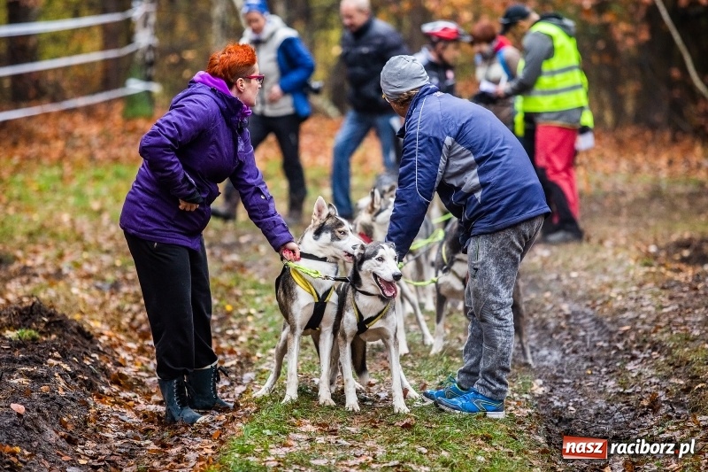 Zdjęcie w galerii na portalu naszraciborz.pl: SZCZEKOWYJE, czyli I Ogólnopolskie Zawody Psich Zaprzęgów w Rudach  wiadomości z regionu