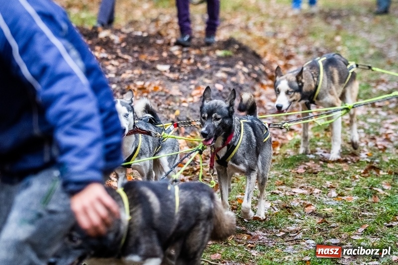 Zdjęcie w galerii na portalu naszraciborz.pl: SZCZEKOWYJE, czyli I Ogólnopolskie Zawody Psich Zaprzęgów w Rudach  wiadomości z regionu