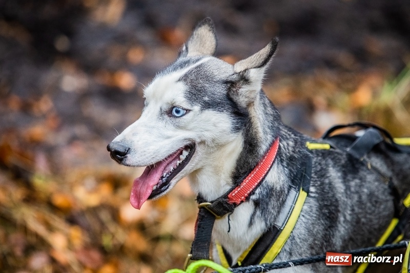 Zdjęcie w galerii na portalu naszraciborz.pl: SZCZEKOWYJE, czyli I Ogólnopolskie Zawody Psich Zaprzęgów w Rudach  wiadomości z regionu