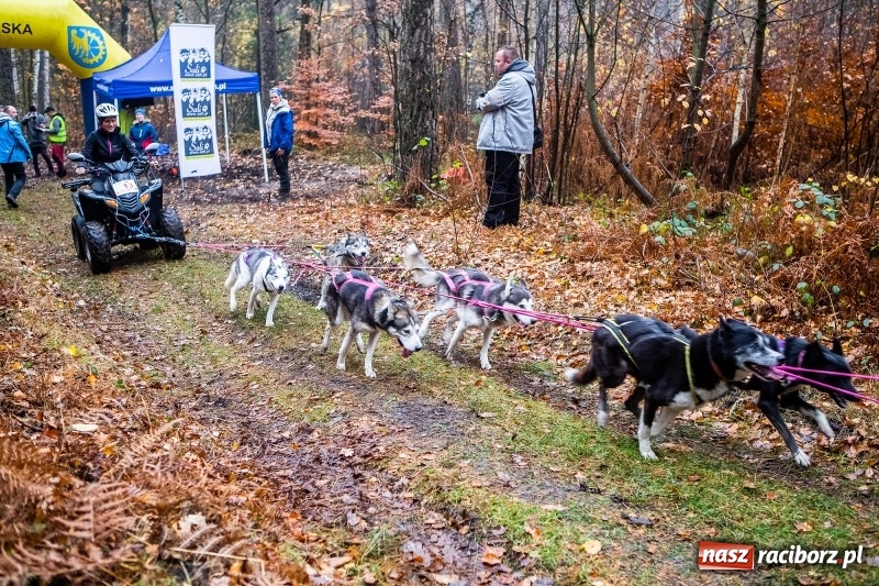 Zdjęcie w galerii na portalu naszraciborz.pl: SZCZEKOWYJE, czyli I Ogólnopolskie Zawody Psich Zaprzęgów w Rudach  wiadomości z regionu