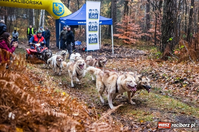 Zdjęcie w galerii na portalu naszraciborz.pl: SZCZEKOWYJE, czyli I Ogólnopolskie Zawody Psich Zaprzęgów w Rudach  wiadomości z regionu