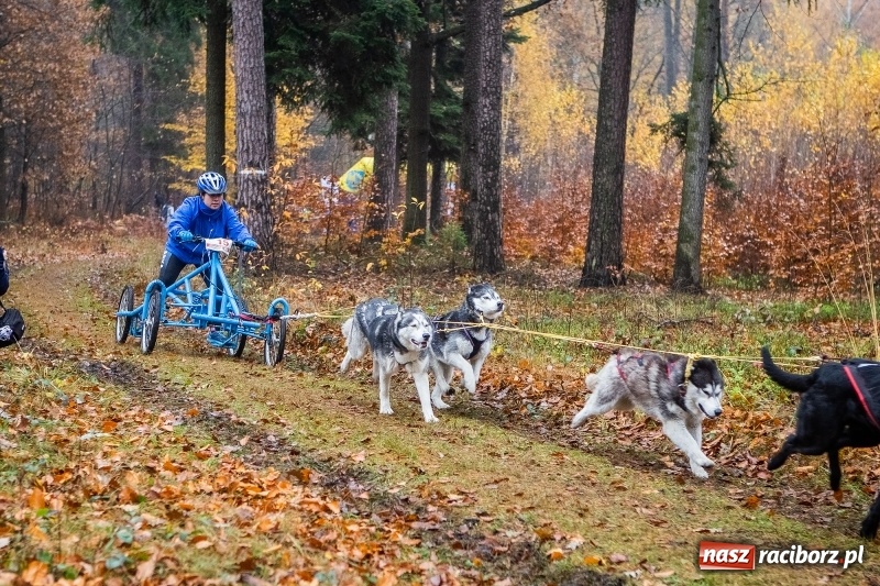 Zdjęcie w galerii na portalu naszraciborz.pl: SZCZEKOWYJE, czyli I Ogólnopolskie Zawody Psich Zaprzęgów w Rudach  wiadomości z regionu