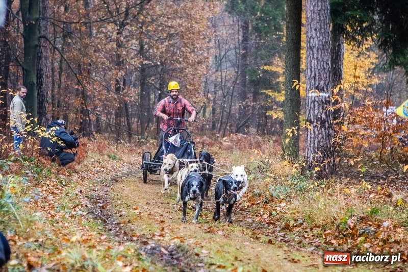 Zdjęcie w galerii na portalu naszraciborz.pl: SZCZEKOWYJE, czyli I Ogólnopolskie Zawody Psich Zaprzęgów w Rudach  wiadomości z regionu