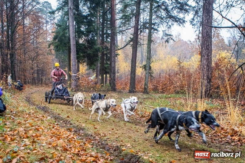 Zdjęcie w galerii na portalu naszraciborz.pl: SZCZEKOWYJE, czyli I Ogólnopolskie Zawody Psich Zaprzęgów w Rudach  wiadomości z regionu