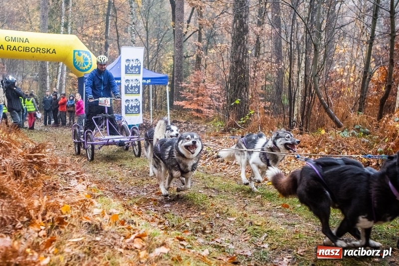 Zdjęcie w galerii na portalu naszraciborz.pl: SZCZEKOWYJE, czyli I Ogólnopolskie Zawody Psich Zaprzęgów w Rudach  wiadomości z regionu