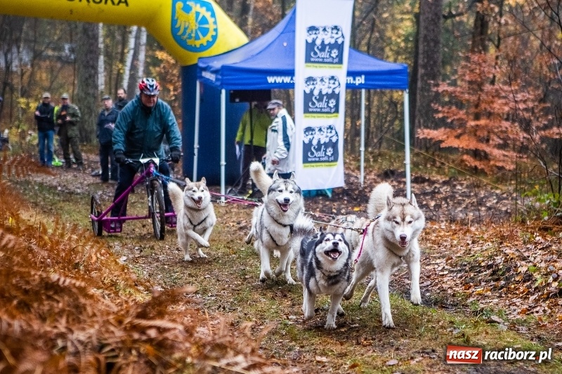 Zdjęcie w galerii na portalu naszraciborz.pl: SZCZEKOWYJE, czyli I Ogólnopolskie Zawody Psich Zaprzęgów w Rudach  wiadomości z regionu