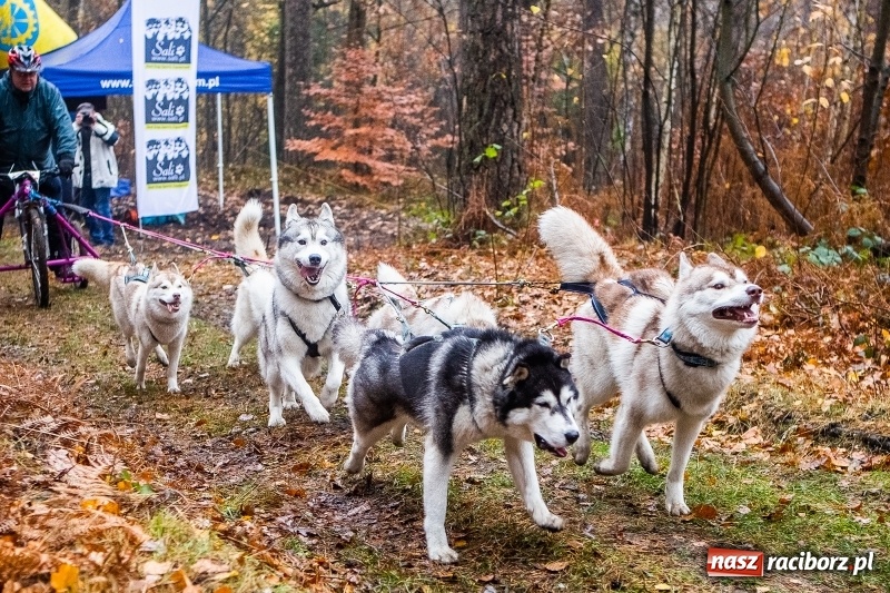 Zdjęcie w galerii na portalu naszraciborz.pl: SZCZEKOWYJE, czyli I Ogólnopolskie Zawody Psich Zaprzęgów w Rudach  wiadomości z regionu