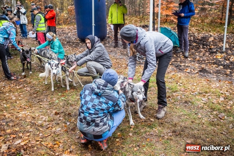 Zdjęcie w galerii na portalu naszraciborz.pl: SZCZEKOWYJE, czyli I Ogólnopolskie Zawody Psich Zaprzęgów w Rudach  wiadomości z regionu