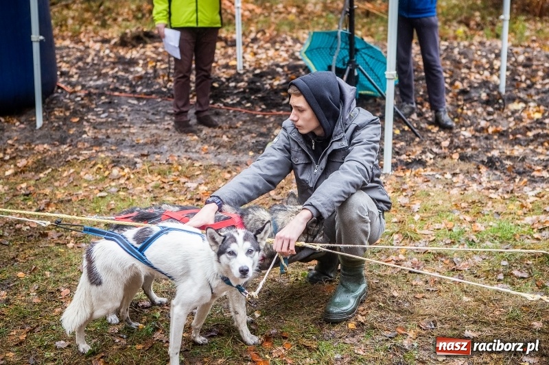 Zdjęcie w galerii na portalu naszraciborz.pl: SZCZEKOWYJE, czyli I Ogólnopolskie Zawody Psich Zaprzęgów w Rudach  wiadomości z regionu