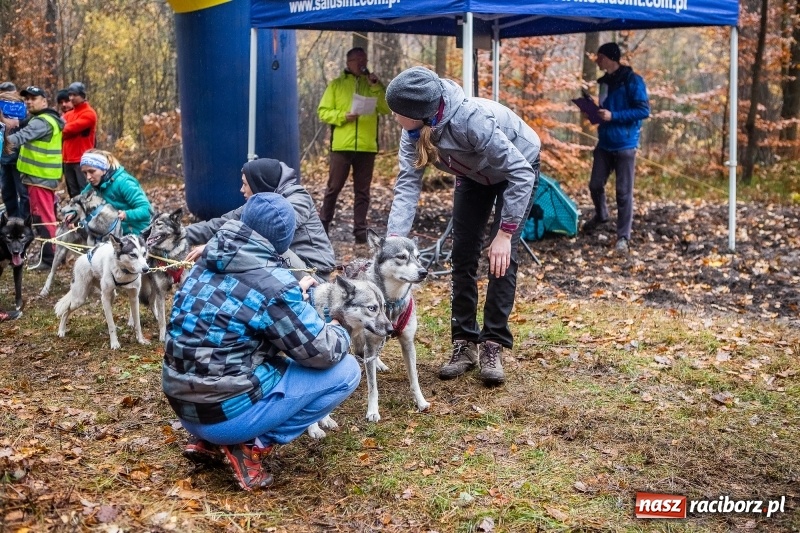 Zdjęcie w galerii na portalu naszraciborz.pl: SZCZEKOWYJE, czyli I Ogólnopolskie Zawody Psich Zaprzęgów w Rudach  wiadomości z regionu