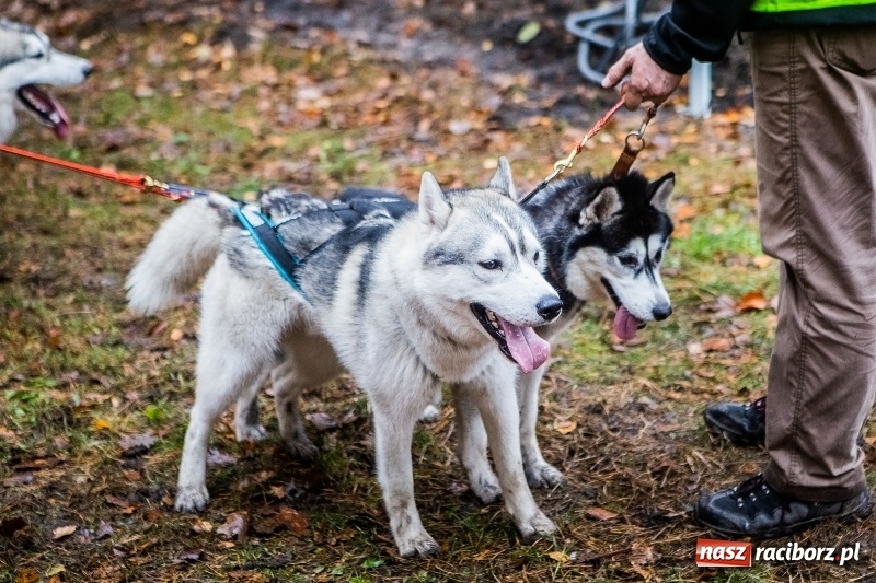 Zdjęcie w galerii na portalu naszraciborz.pl: SZCZEKOWYJE, czyli I Ogólnopolskie Zawody Psich Zaprzęgów w Rudach  wiadomości z regionu