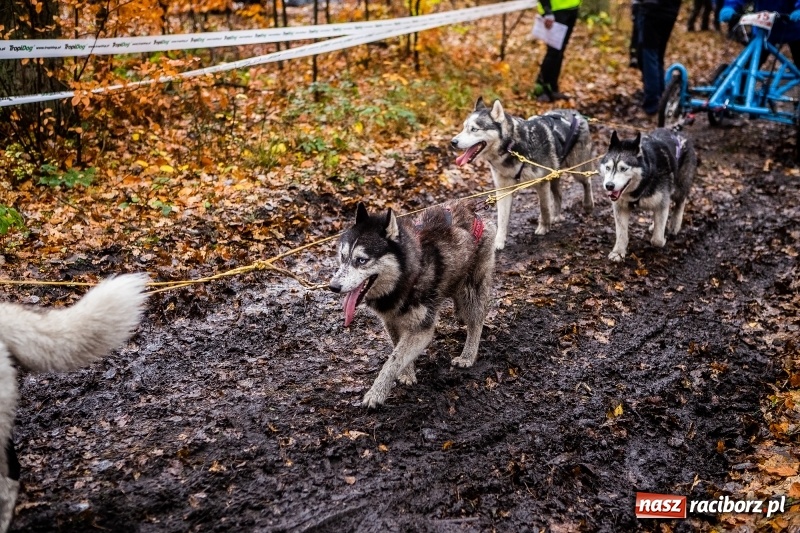 Zdjęcie w galerii na portalu naszraciborz.pl: SZCZEKOWYJE, czyli I Ogólnopolskie Zawody Psich Zaprzęgów w Rudach  wiadomości z regionu