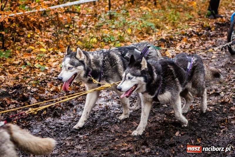 Zdjęcie w galerii na portalu naszraciborz.pl: SZCZEKOWYJE, czyli I Ogólnopolskie Zawody Psich Zaprzęgów w Rudach  wiadomości z regionu