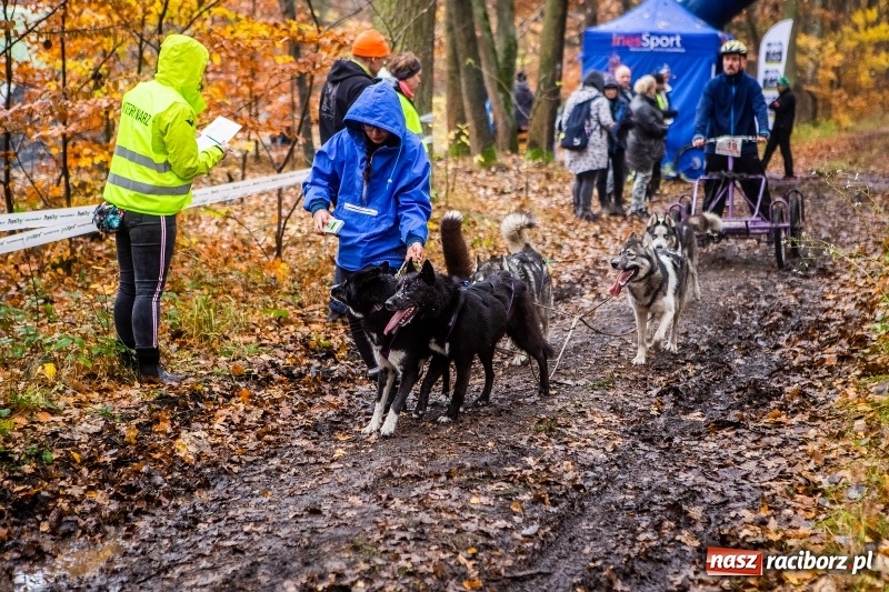 Zdjęcie w galerii na portalu naszraciborz.pl: SZCZEKOWYJE, czyli I Ogólnopolskie Zawody Psich Zaprzęgów w Rudach  wiadomości z regionu