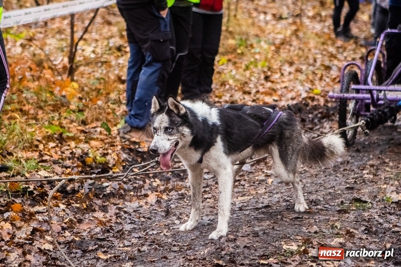 Zdjęcie w galerii na portalu naszraciborz.pl: SZCZEKOWYJE, czyli I Ogólnopolskie Zawody Psich Zaprzęgów w Rudach  wiadomości z regionu