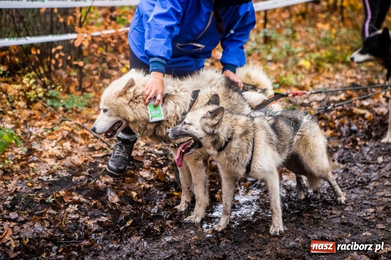 Zdjęcie w galerii na portalu naszraciborz.pl: SZCZEKOWYJE, czyli I Ogólnopolskie Zawody Psich Zaprzęgów w Rudach  wiadomości z regionu