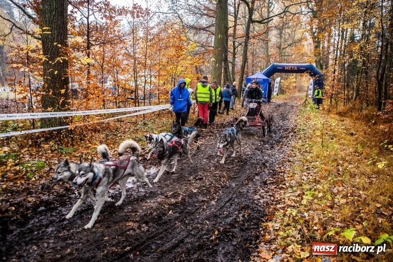 Zdjęcie w galerii na portalu naszraciborz.pl: SZCZEKOWYJE, czyli I Ogólnopolskie Zawody Psich Zaprzęgów w Rudach  wiadomości z regionu