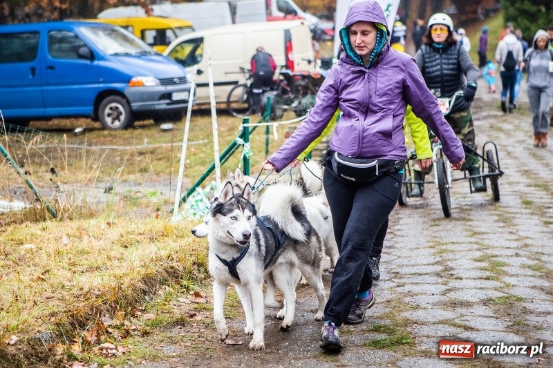 Zdjęcie w galerii na portalu naszraciborz.pl: SZCZEKOWYJE, czyli I Ogólnopolskie Zawody Psich Zaprzęgów w Rudach  wiadomości z regionu