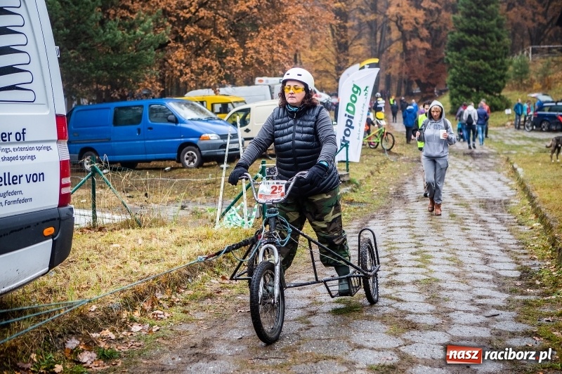 Zdjęcie w galerii na portalu naszraciborz.pl: SZCZEKOWYJE, czyli I Ogólnopolskie Zawody Psich Zaprzęgów w Rudach  wiadomości z regionu