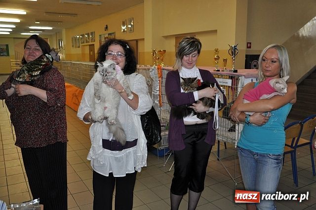 Zdjęcie w galerii na portalu naszraciborz.pl: Szare, bure i kudłate ... wiadomości z regionu