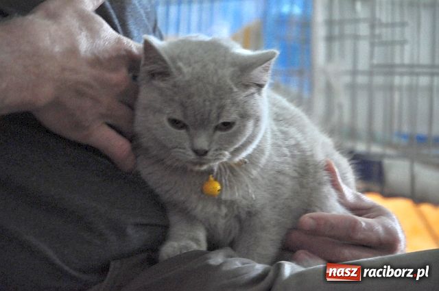 Zdjęcie w galerii na portalu naszraciborz.pl: Szare, bure i kudłate ... wiadomości z regionu