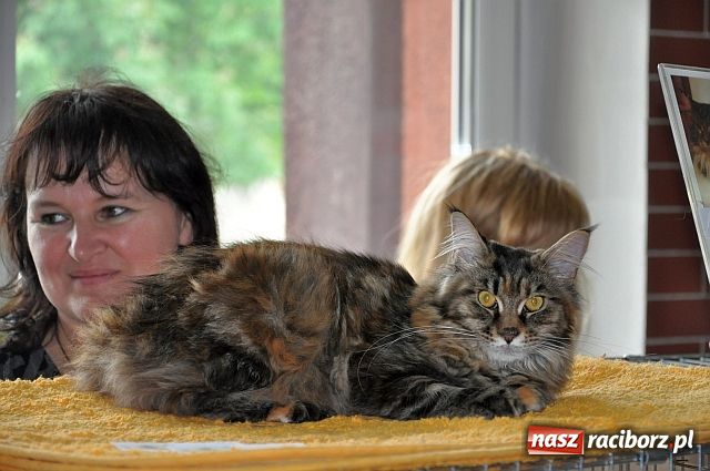 Zdjęcie w galerii na portalu naszraciborz.pl: Szare, bure i kudłate ... wiadomości z regionu