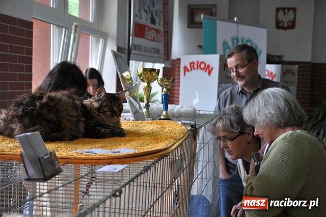 Zdjęcie w galerii na portalu naszraciborz.pl: Szare, bure i kudłate ... wiadomości z regionu