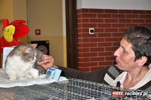 Zdjęcie w galerii na portalu naszraciborz.pl: Szare, bure i kudłate ... wiadomości z regionu