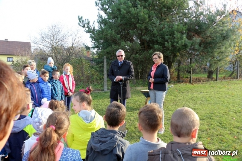 Zdjęcie w galerii na portalu naszraciborz.pl: Gmina Kornowac. Cztery klony na stulecie Niepodległości wiadomości z regionu