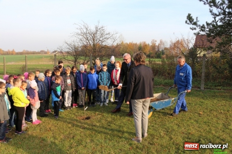Zdjęcie w galerii na portalu naszraciborz.pl: Gmina Kornowac. Cztery klony na stulecie Niepodległości wiadomości z regionu