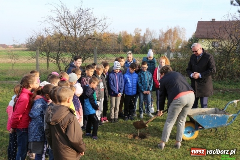Zdjęcie w galerii na portalu naszraciborz.pl: Gmina Kornowac. Cztery klony na stulecie Niepodległości wiadomości z regionu