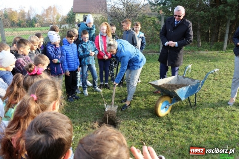 Zdjęcie w galerii na portalu naszraciborz.pl: Gmina Kornowac. Cztery klony na stulecie Niepodległości wiadomości z regionu