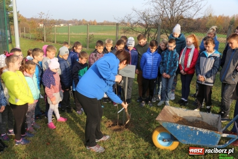Zdjęcie w galerii na portalu naszraciborz.pl: Gmina Kornowac. Cztery klony na stulecie Niepodległości wiadomości z regionu