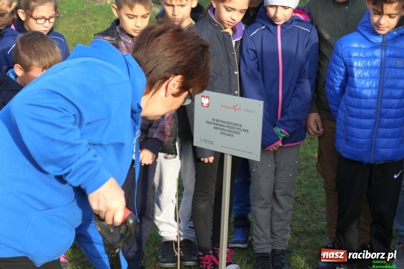 Zdjęcie w galerii na portalu naszraciborz.pl: Gmina Kornowac. Cztery klony na stulecie Niepodległości wiadomości z regionu