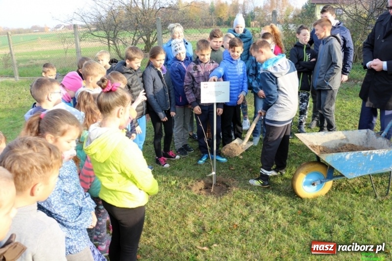 Zdjęcie w galerii na portalu naszraciborz.pl: Gmina Kornowac. Cztery klony na stulecie Niepodległości wiadomości z regionu