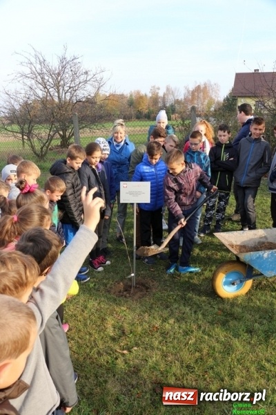 Zdjęcie w galerii na portalu naszraciborz.pl: Gmina Kornowac. Cztery klony na stulecie Niepodległości wiadomości z regionu