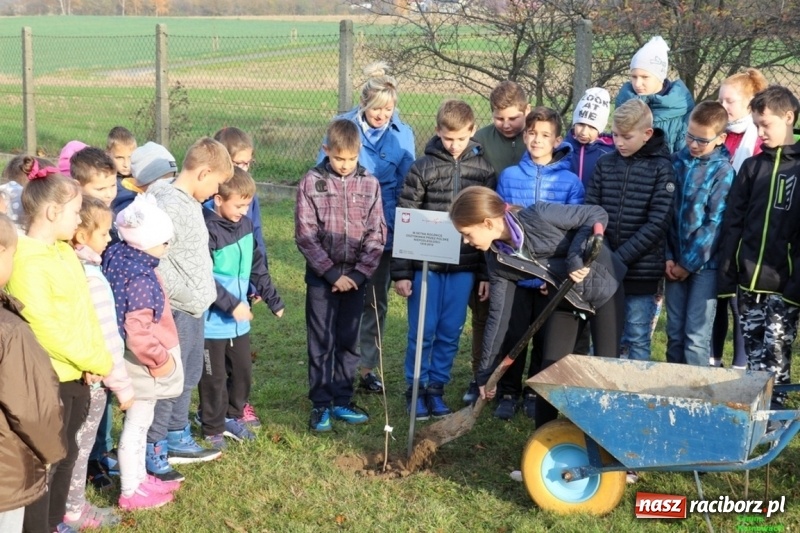 Zdjęcie w galerii na portalu naszraciborz.pl: Gmina Kornowac. Cztery klony na stulecie Niepodległości wiadomości z regionu