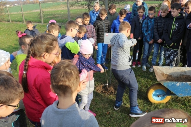 Zdjęcie w galerii na portalu naszraciborz.pl: Gmina Kornowac. Cztery klony na stulecie Niepodległości wiadomości z regionu