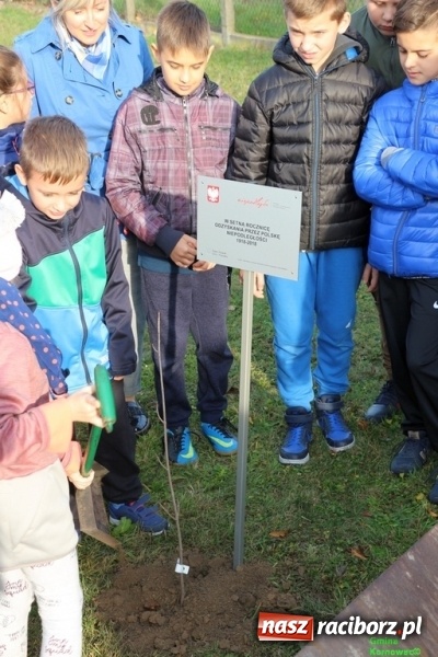 Zdjęcie w galerii na portalu naszraciborz.pl: Gmina Kornowac. Cztery klony na stulecie Niepodległości wiadomości z regionu