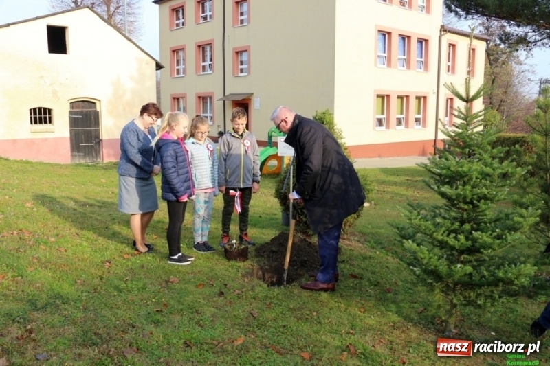 Zdjęcie w galerii na portalu naszraciborz.pl: Gmina Kornowac. Cztery klony na stulecie Niepodległości wiadomości z regionu