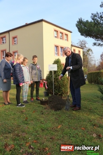 Zdjęcie w galerii na portalu naszraciborz.pl: Gmina Kornowac. Cztery klony na stulecie Niepodległości wiadomości z regionu
