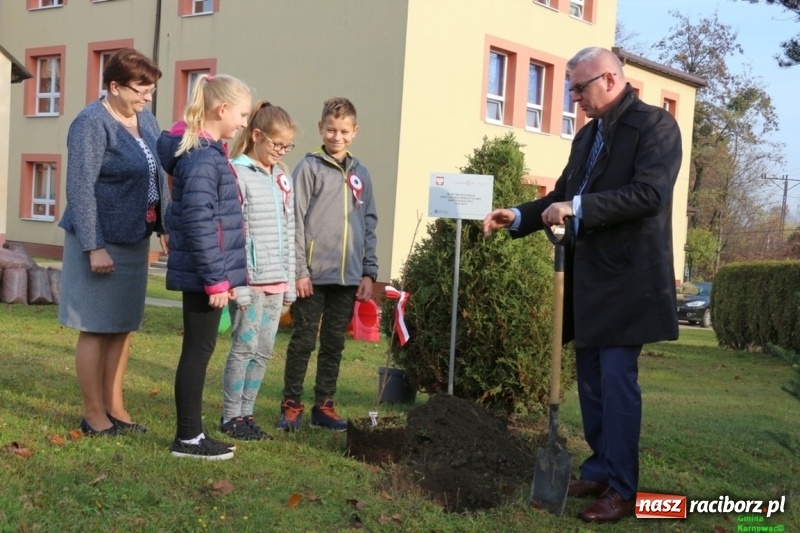 Zdjęcie w galerii na portalu naszraciborz.pl: Gmina Kornowac. Cztery klony na stulecie Niepodległości wiadomości z regionu