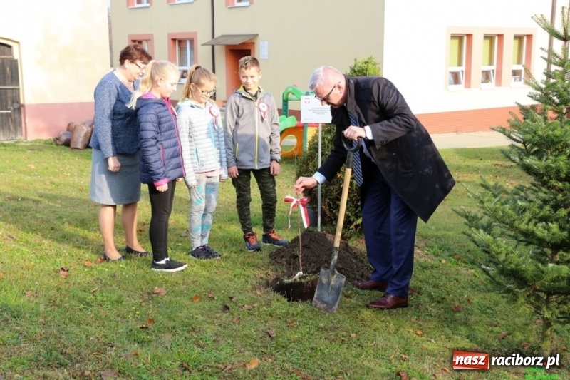 Zdjęcie w galerii na portalu naszraciborz.pl: Gmina Kornowac. Cztery klony na stulecie Niepodległości wiadomości z regionu