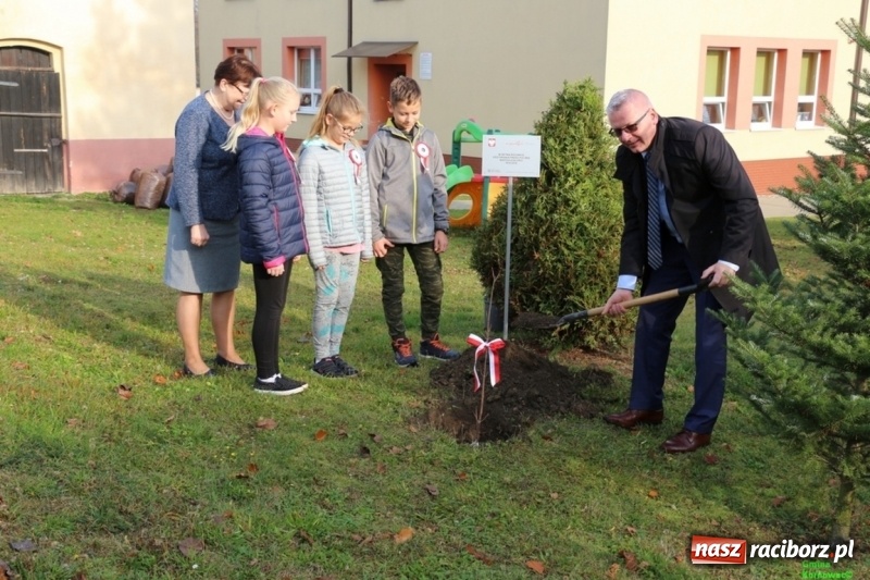 Zdjęcie w galerii na portalu naszraciborz.pl: Gmina Kornowac. Cztery klony na stulecie Niepodległości wiadomości z regionu