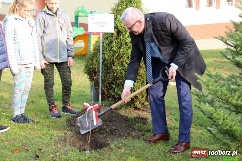 Zdjęcie w galerii na portalu naszraciborz.pl: Gmina Kornowac. Cztery klony na stulecie Niepodległości wiadomości z regionu