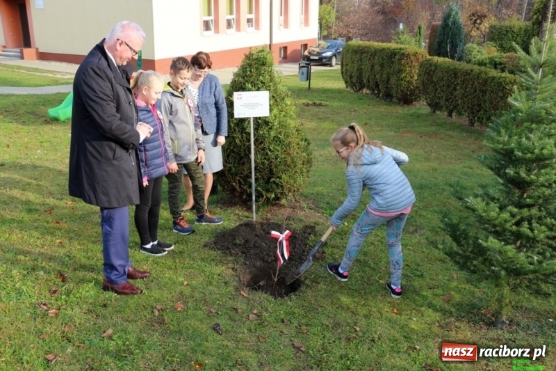 Zdjęcie w galerii na portalu naszraciborz.pl: Gmina Kornowac. Cztery klony na stulecie Niepodległości wiadomości z regionu