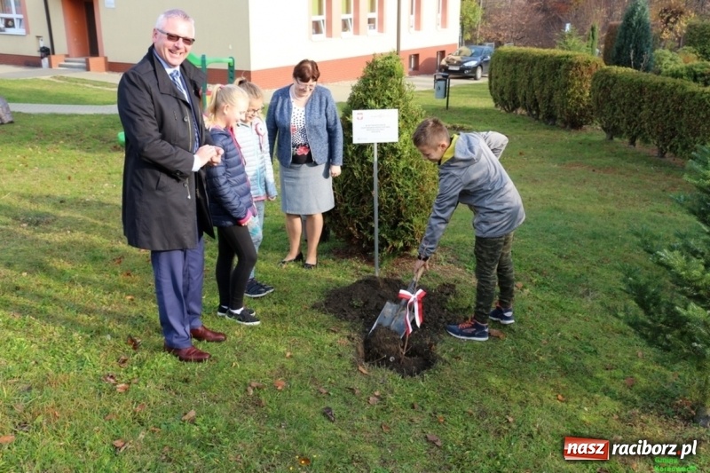 Zdjęcie w galerii na portalu naszraciborz.pl: Gmina Kornowac. Cztery klony na stulecie Niepodległości wiadomości z regionu