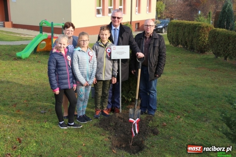 Zdjęcie w galerii na portalu naszraciborz.pl: Gmina Kornowac. Cztery klony na stulecie Niepodległości wiadomości z regionu